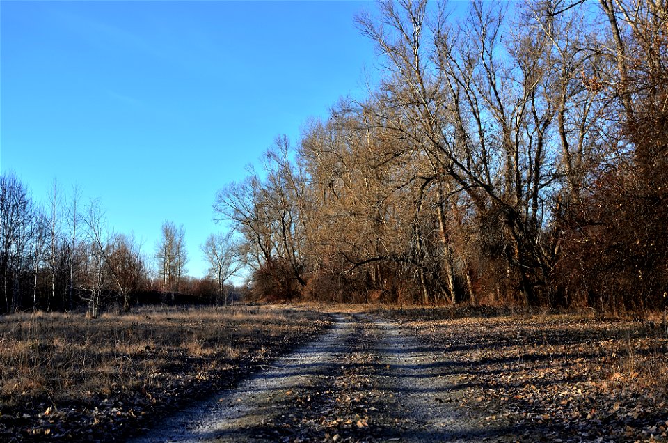 frosty morning on the river bank photo