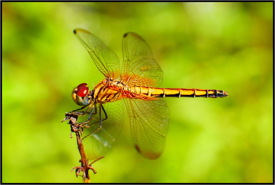 Golden dragonfly