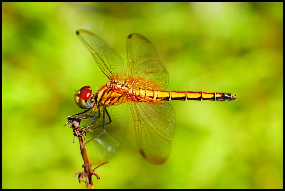 Golden dragonfly photo