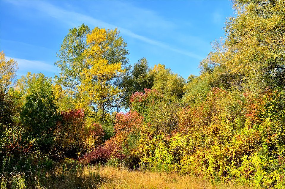 autumn forest by the river
