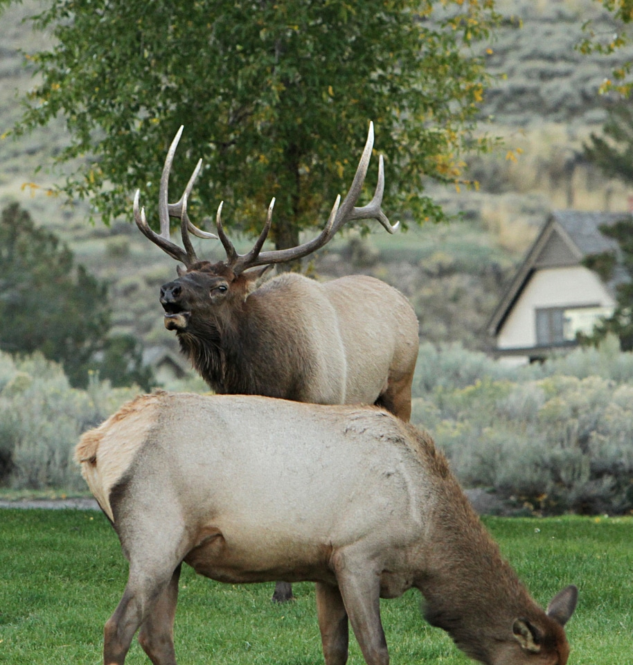 Bull elk bugling in Mammoth Hot Springs