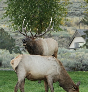 Bull elk bugling in Mammoth Hot Springs photo
