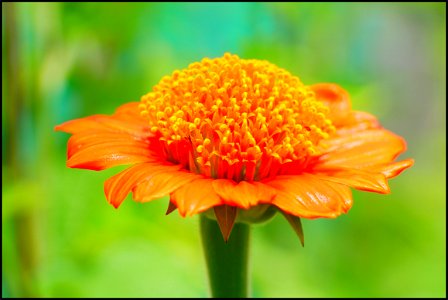 Mexican sunflower photo