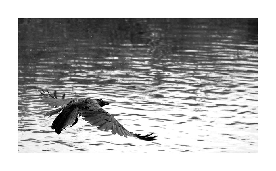 Wet crow flying away after a bath photo