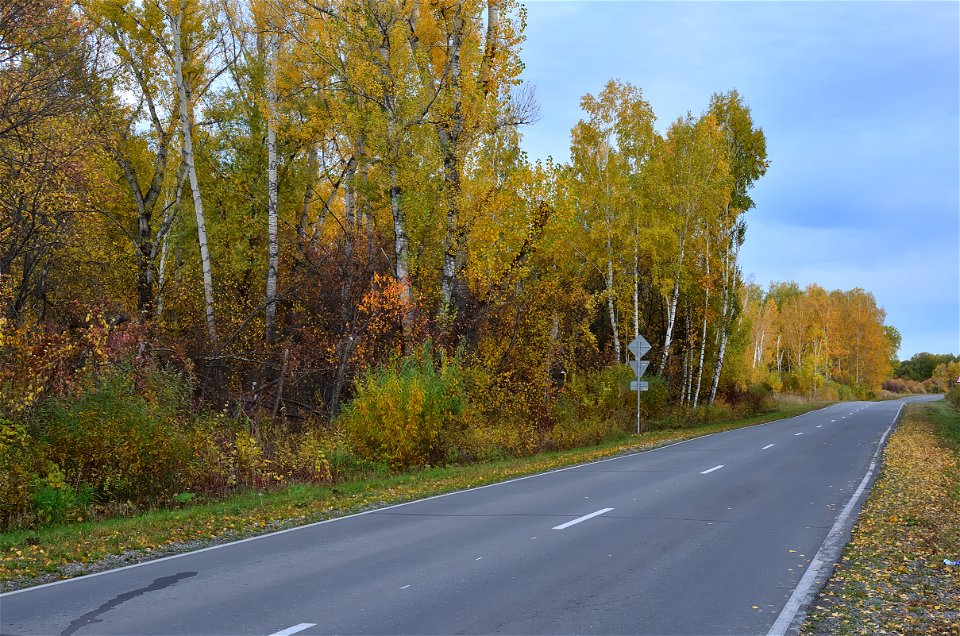 autumn forest by the river photo