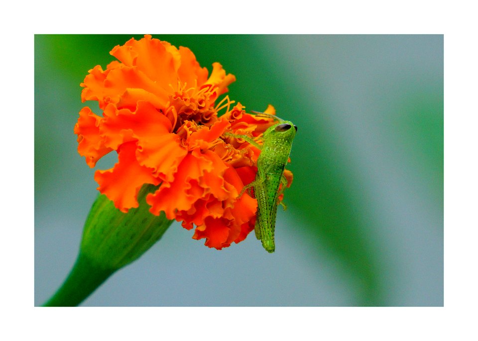 Grasshopper