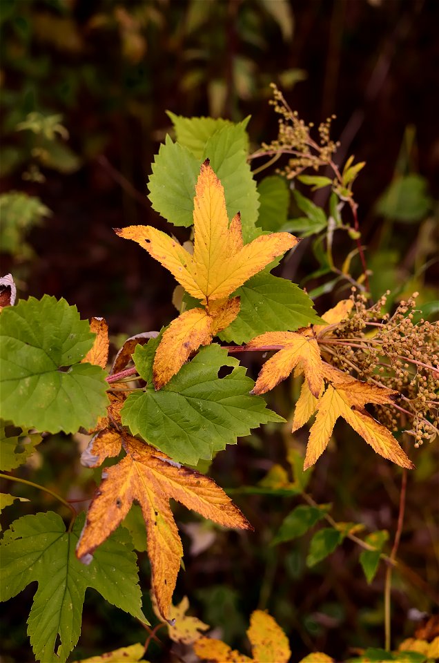 autumn forest by the river photo