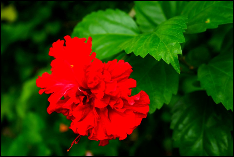 Spanish dancer