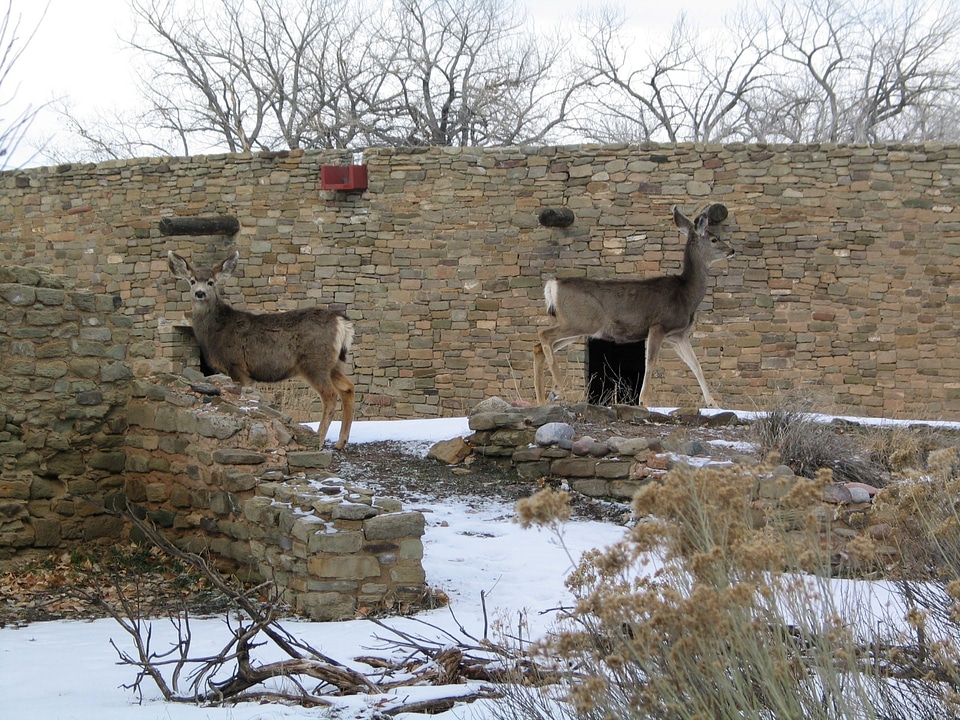 Deer in Aztec Ruins