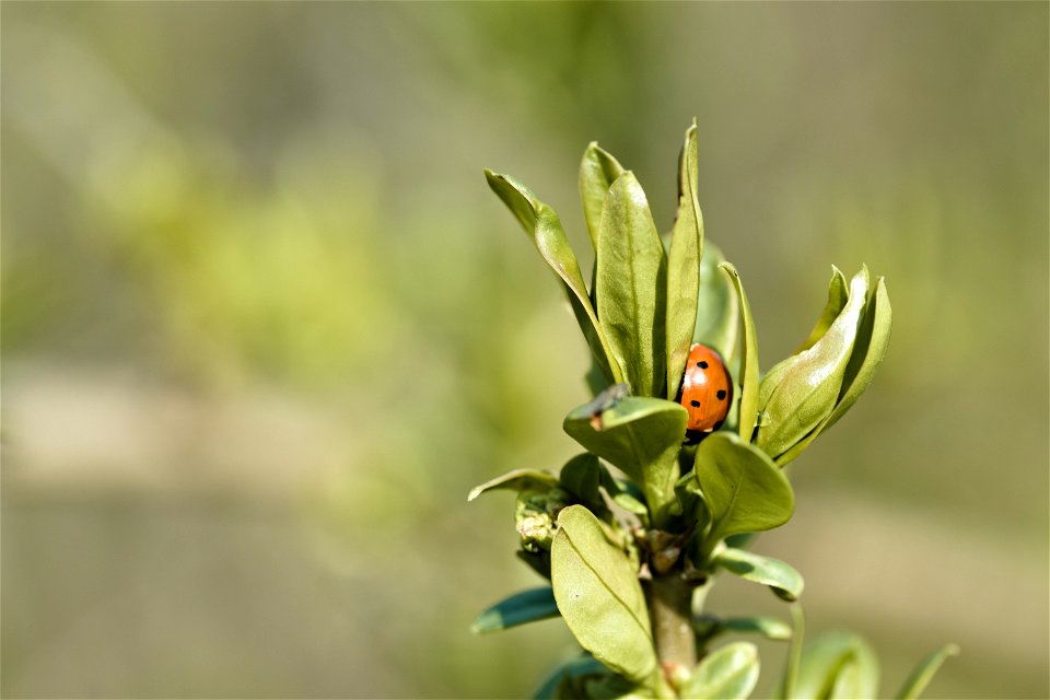 Spring leaves with Coccinellidae
