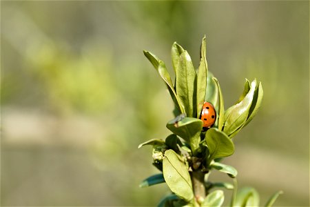 Spring leaves with Coccinellidae photo