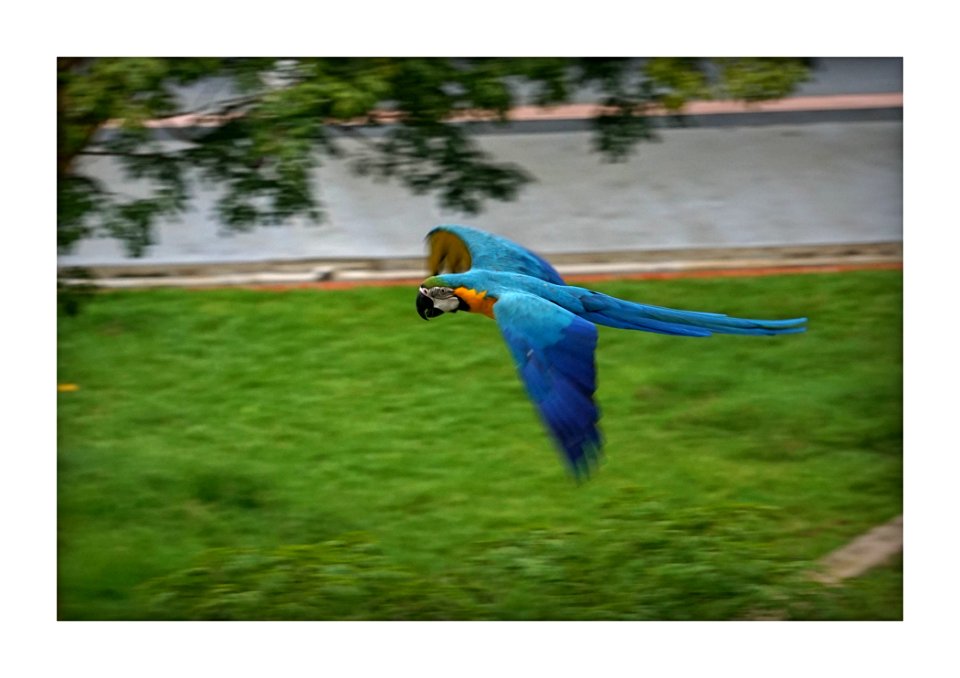 Blue parrot