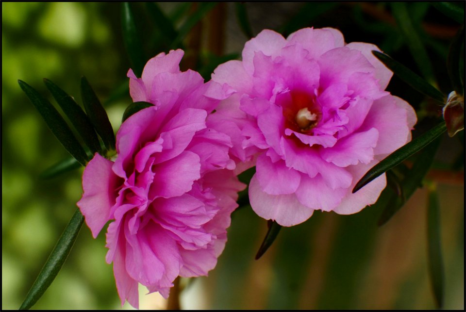 Moss rose photo