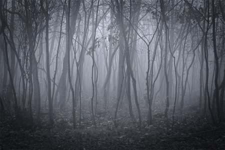 Trees & Forg