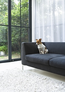 Contemporary living room with the sitting dog photo