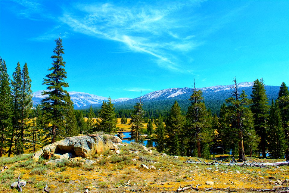 Park near Mono lake , U S A