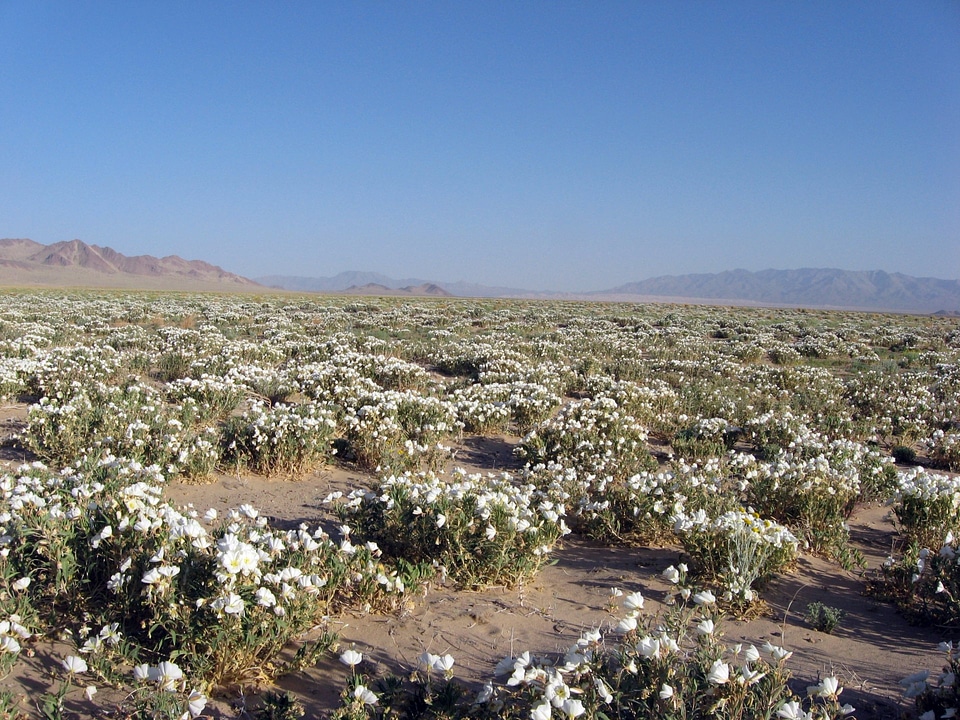 Evening Primrose in Devils Playground photo