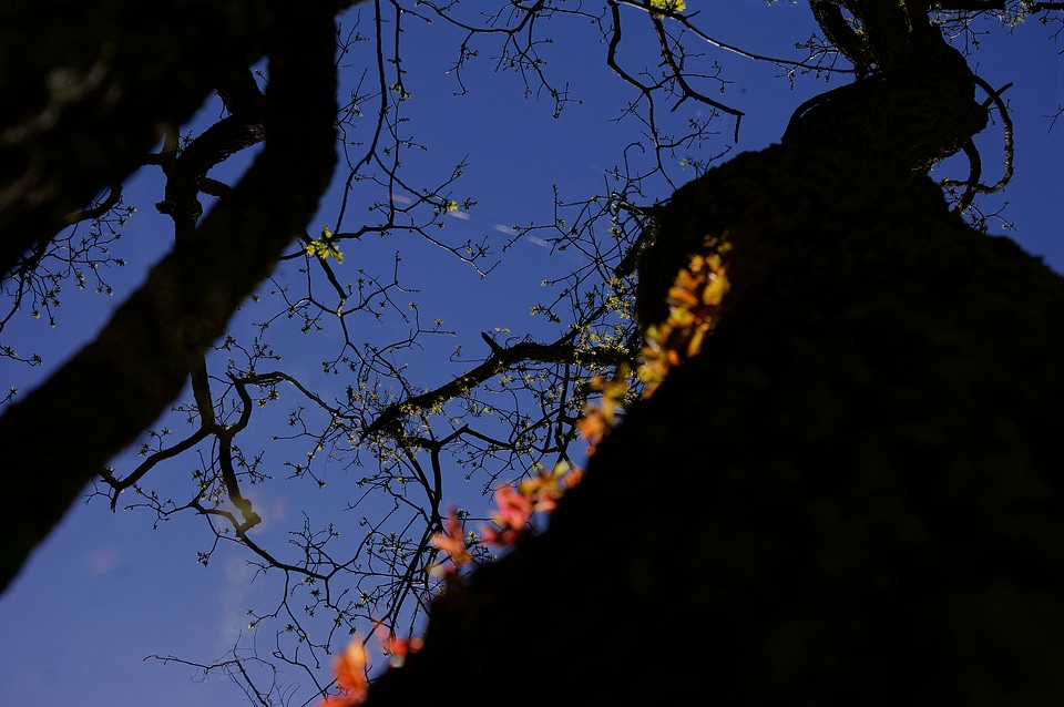 Vine Tree on Sky Meadow Trails