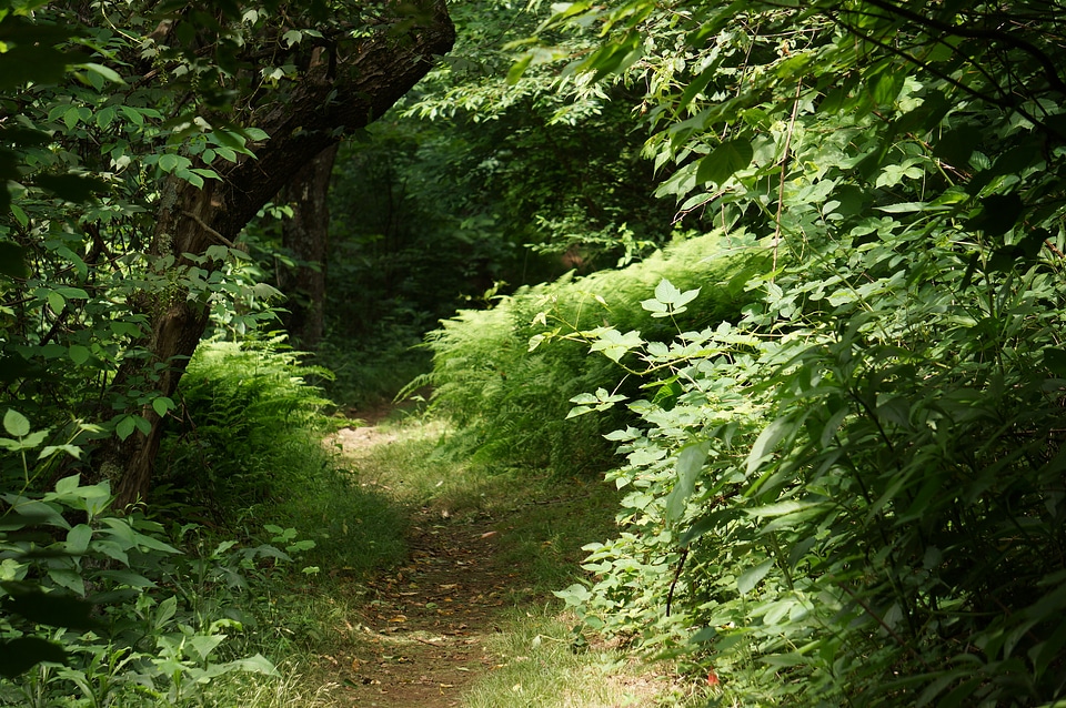 Appalachian Trail in Virginia
