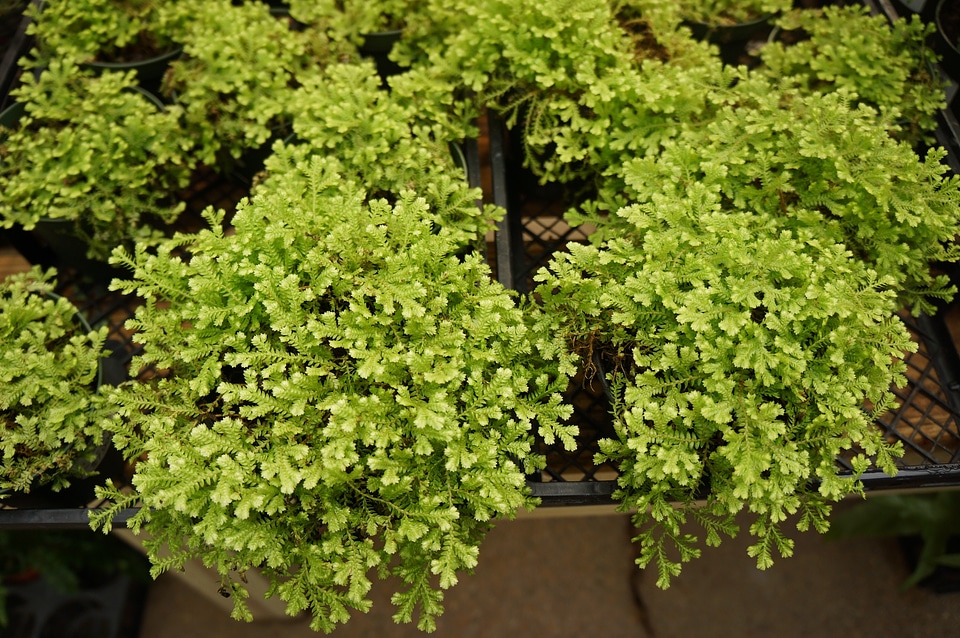 Club Mosses Ferns Lycopodiopsida