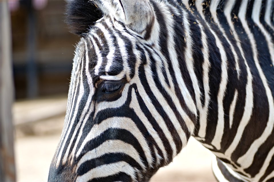 A zebra from Chisinau Zoo