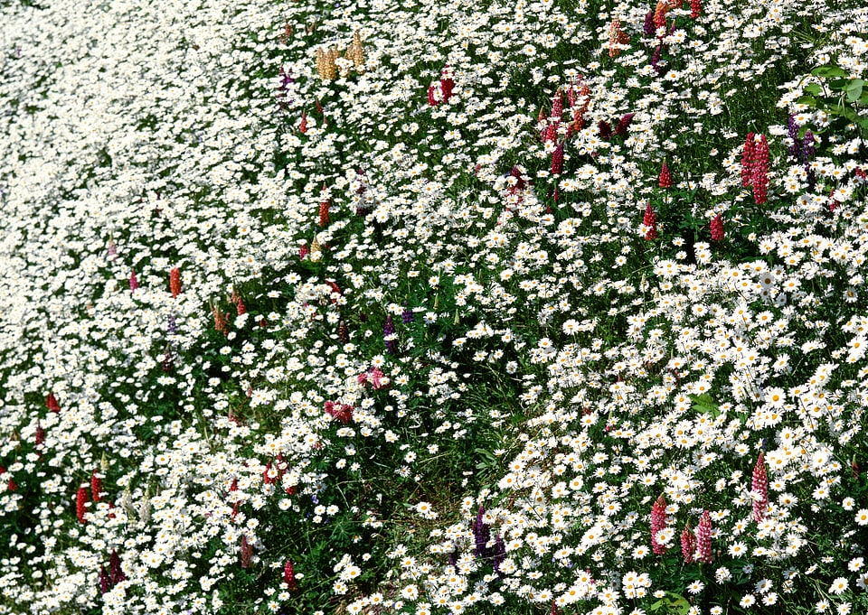 Bright background of chamomiles growing on the field
