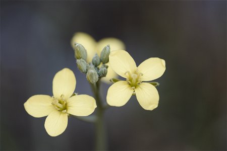 Diplotaxis tenuifolia photo