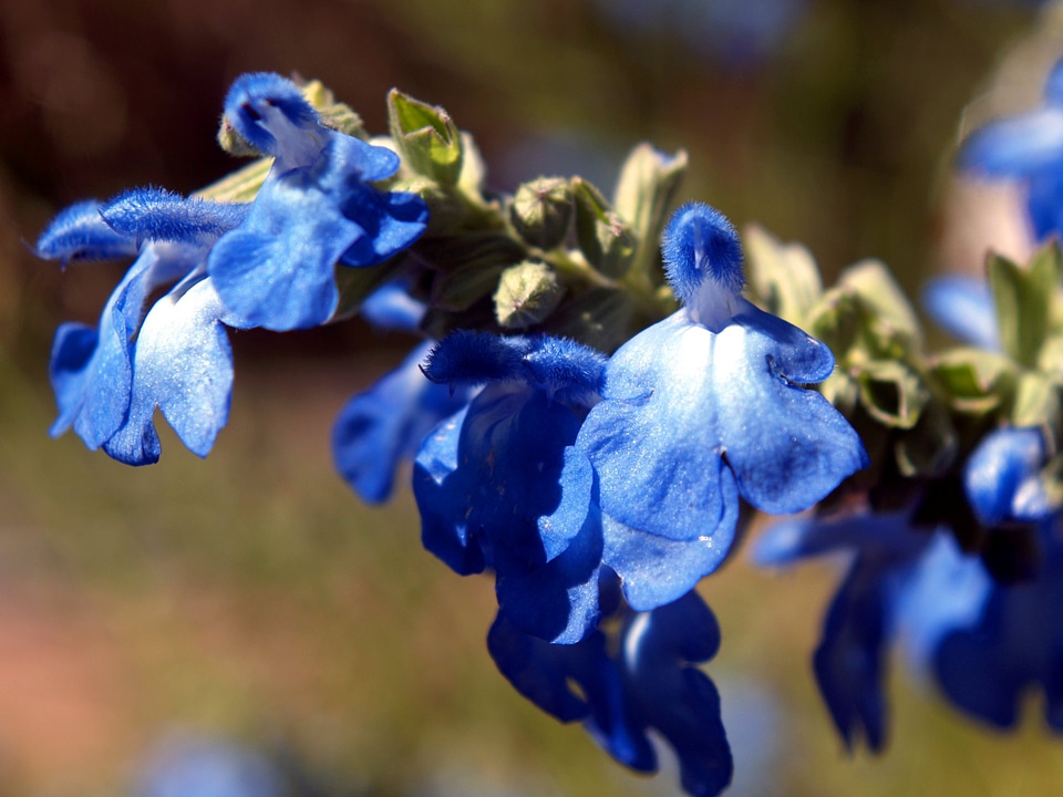 Blue Sage wildflower