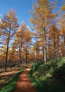 autumn beech landscape