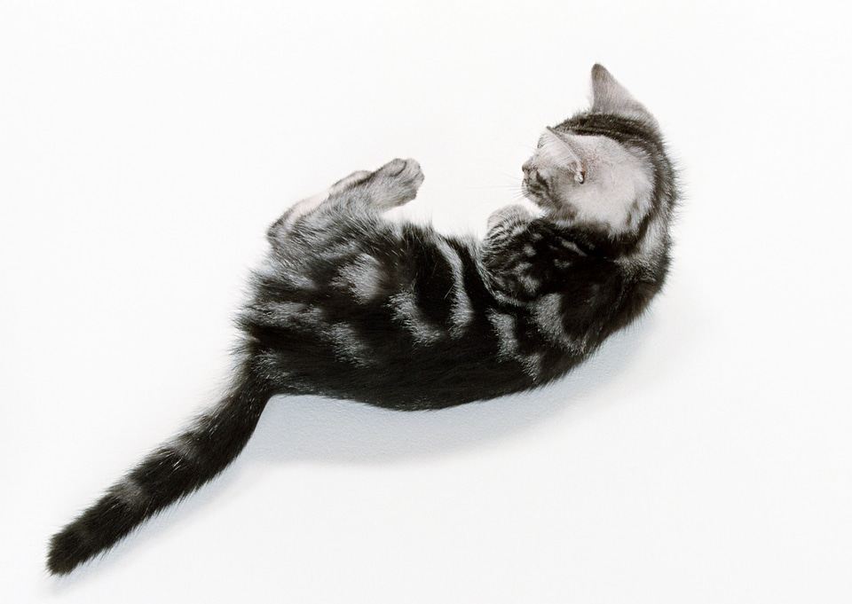 funny black cat kitten