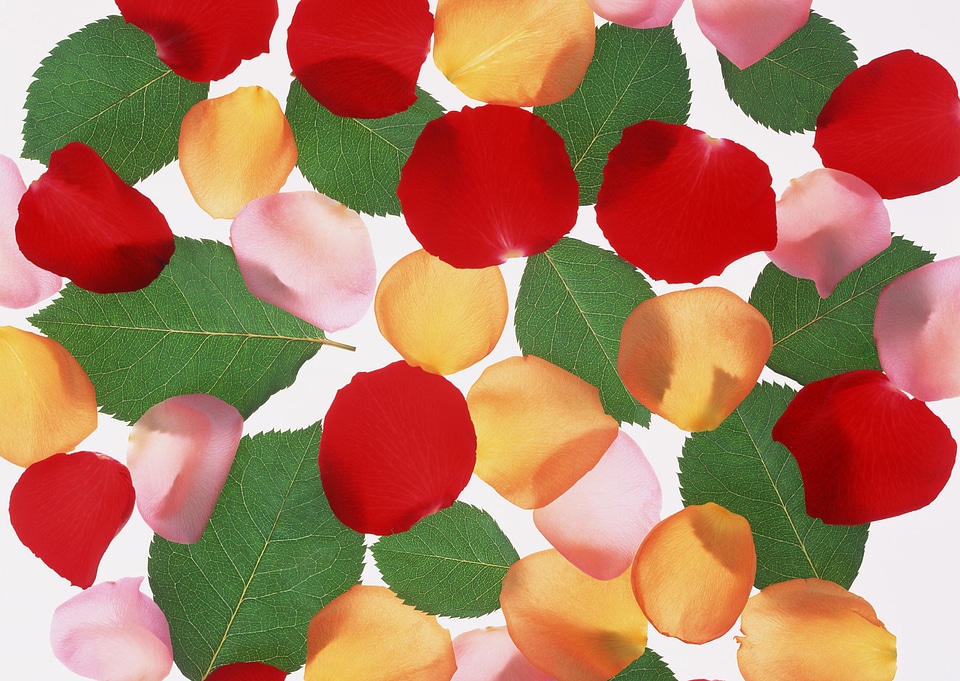 Leaves and flower patals