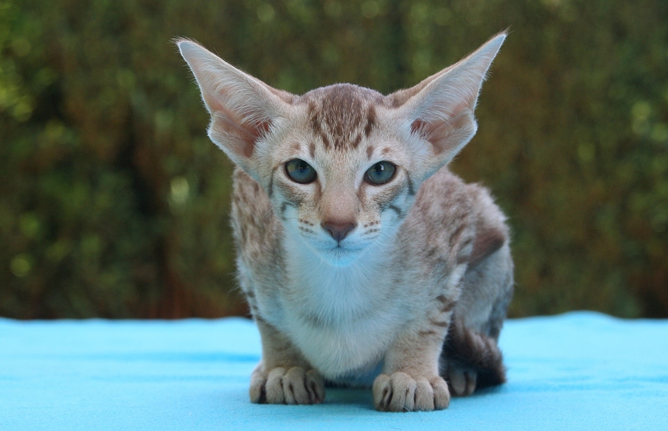 Oriental shorthair stripes fur