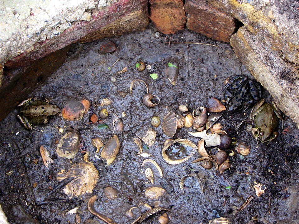 Frogs at Elm Court, June 2018
