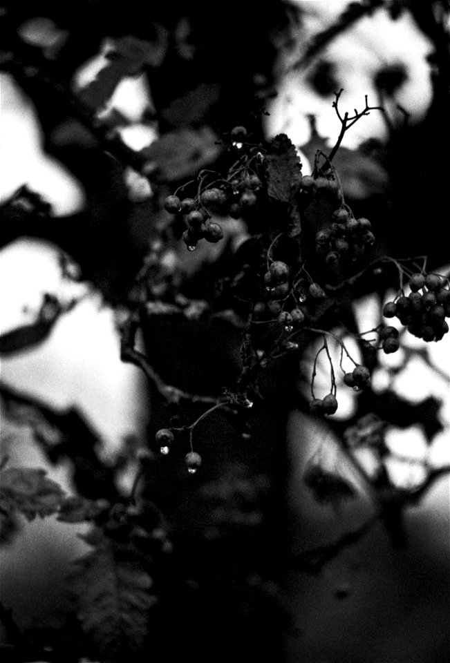 Rowan-berry in rain