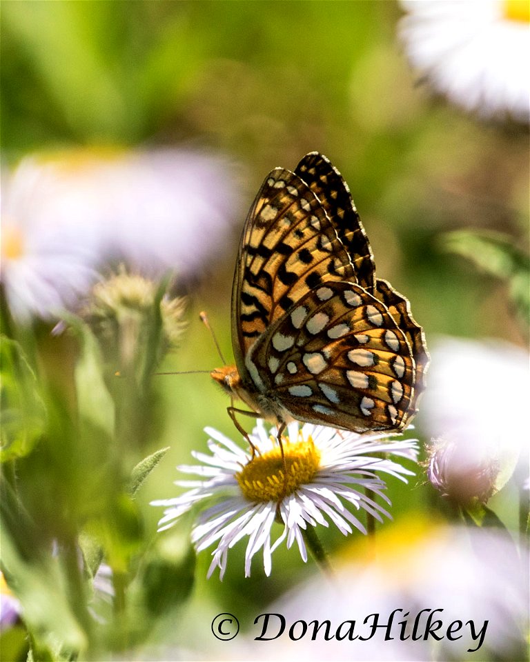 Atlantis Fritillary, Speyeria atlantis