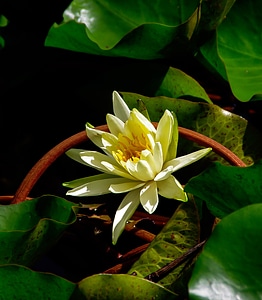Flower yellow leaves