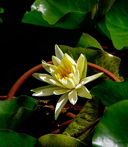 Flower yellow leaves photo