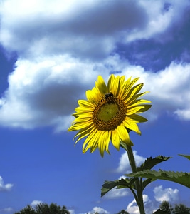 Beautiful landscape with sunflower field