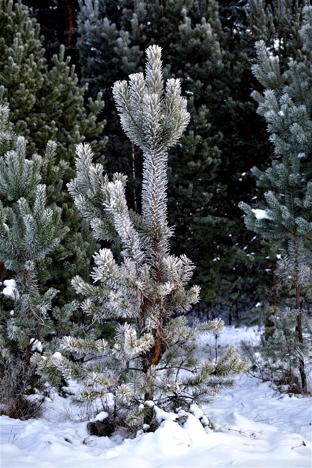 winter pine forest