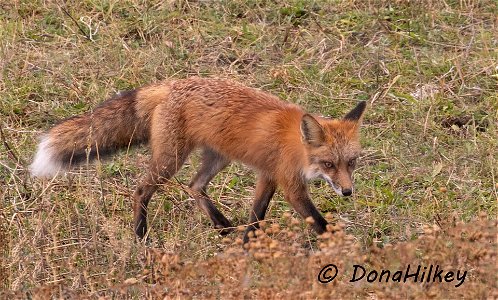 Red Fox photo