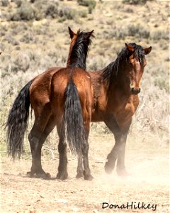 web-bay-stallions-posturing-april2019