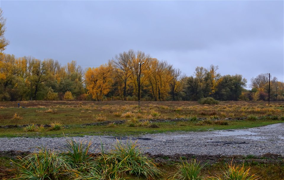 forest on a rainy autumn day photo