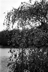 Birch