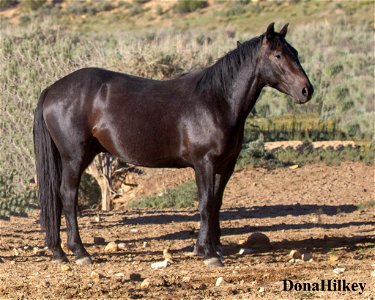 1509-stallion-11may2017-Barcus-flickr