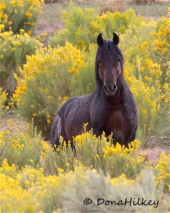 Piceance Wild Horses