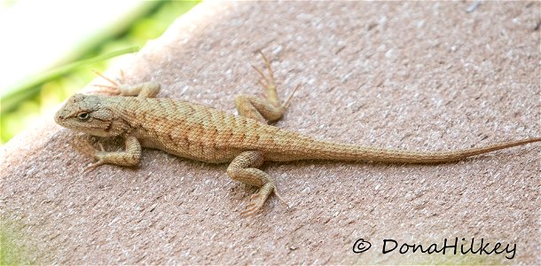 Sagebrush Lizard photo