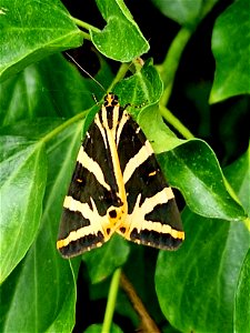Jersey Tiger Moth, Barnet July 2022
