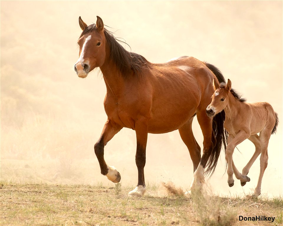 Ribbon-and-foal-2020-web-1