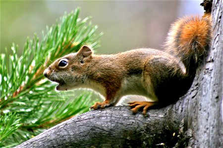 Young Squirrel photo
