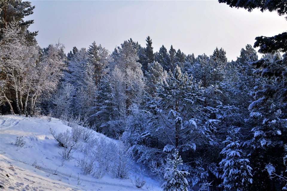 snow-covered pine forest